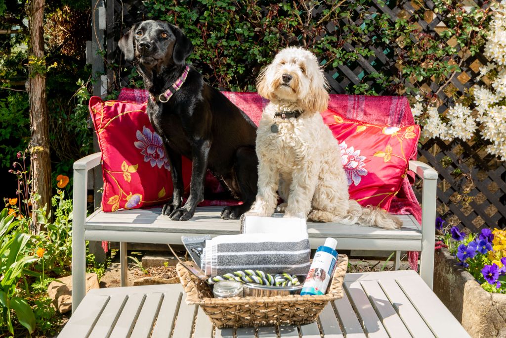 Two adorable dogs on garden bench with pet welcome basket at Croft Acre